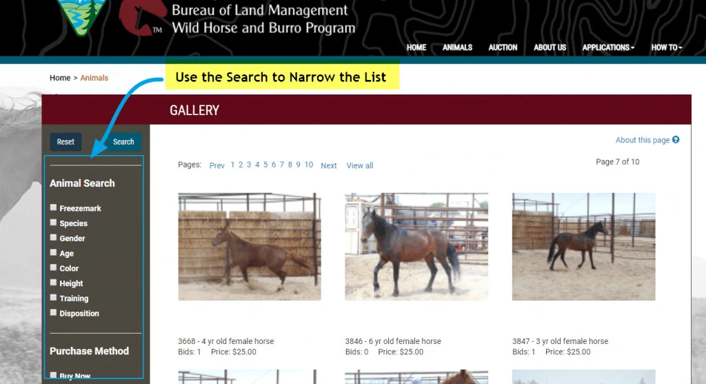 View BLM Horses available for adoption
