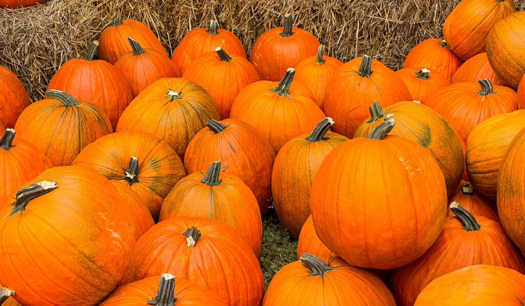 new harvest pumpkins