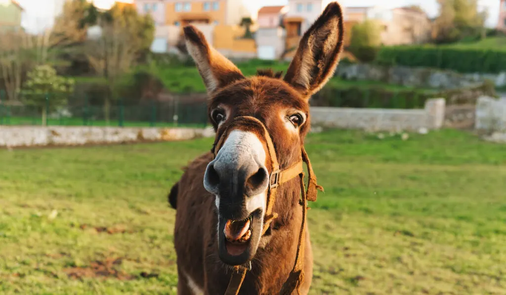 nice brown donkey with its mouth open