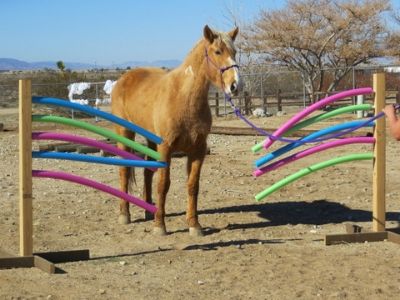 10 Easy Horse Obstacles You Can Buy for Under $20