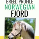 norwegian fjord breed profile