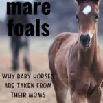 Pinterest image - Nurse Mare Foals - Why Baby Horses Are Taken from Their Moms