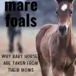 Pinterest image - Nurse Mare Foals - Why Baby Horses Are Taken from Their Moms