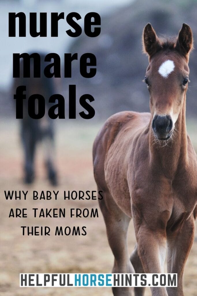 Pinterest Pin - Nurse Mare Foals