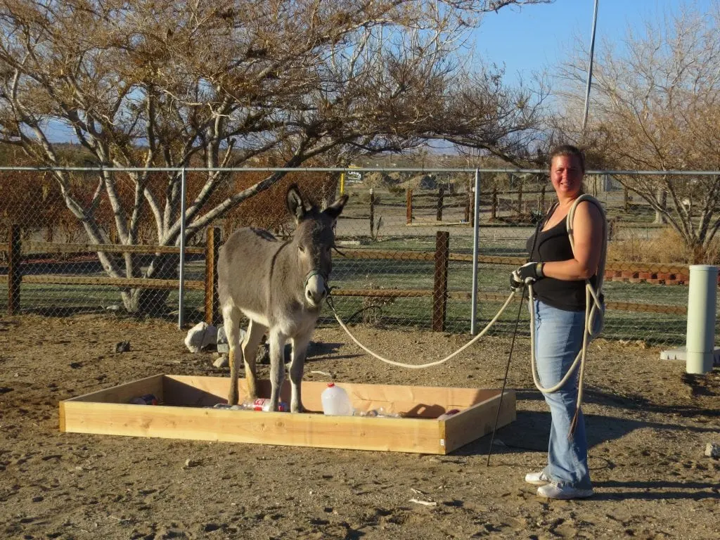 Obstacle course work with a BLM burro.