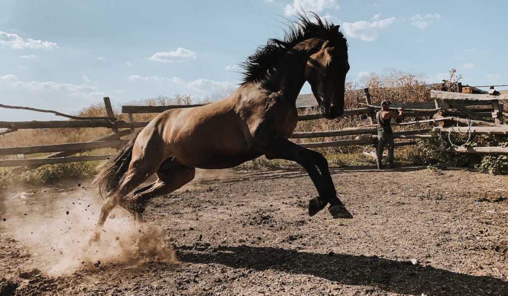 obstinate stallion rages in the paddock, wild horse kicks 