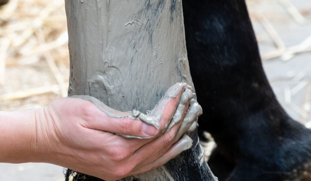 ointment being applied on a horse leg