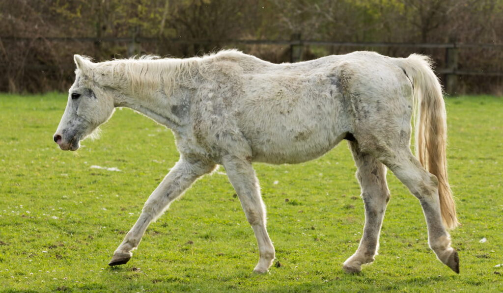 old white horse