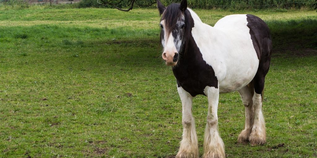 older gypsy horse