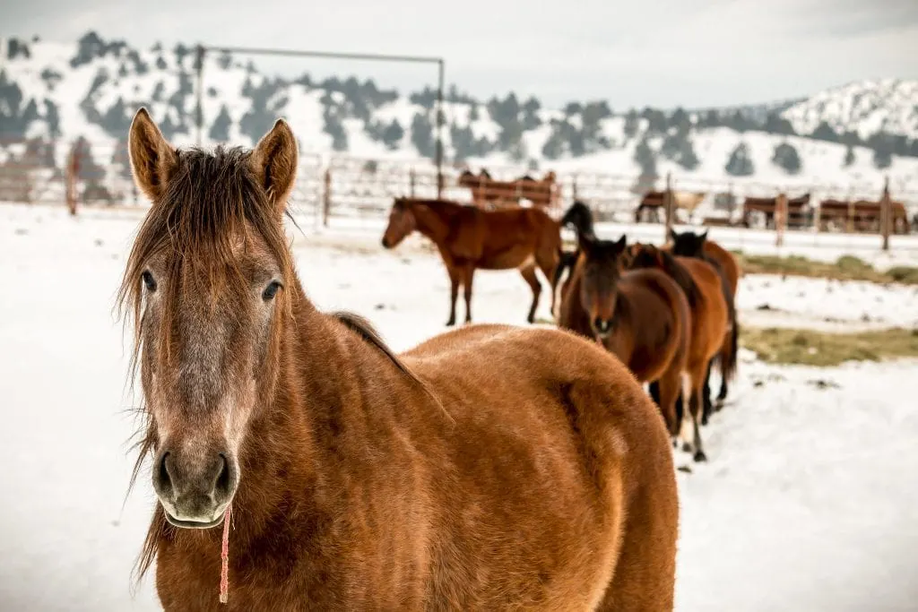 Wild Horse | Photo by Greg Shine, BLM, January 31, 2017.