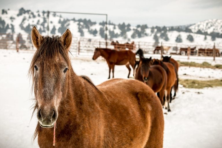 Adopting Wild Horses In Oregon Helpful Horse Hints