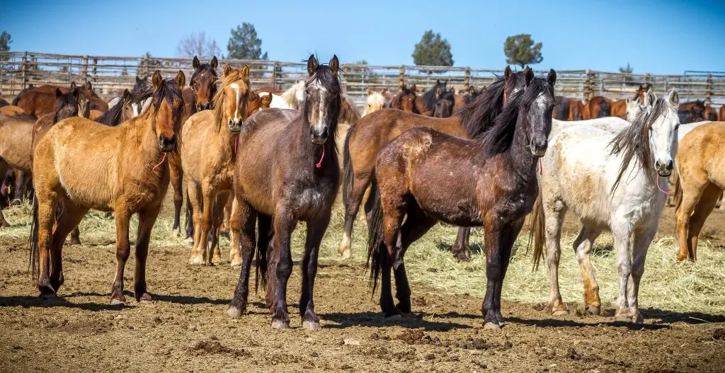 Group of Mustangs in Oregon BLM Facility | Photo by Greg Shine, BLM, April 7, 2016.