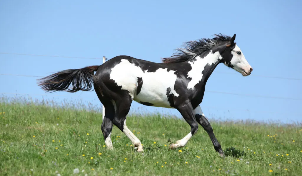 overo paint horse running in an open field
