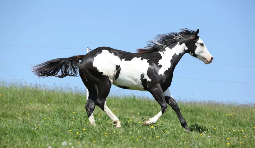 overo paint horse