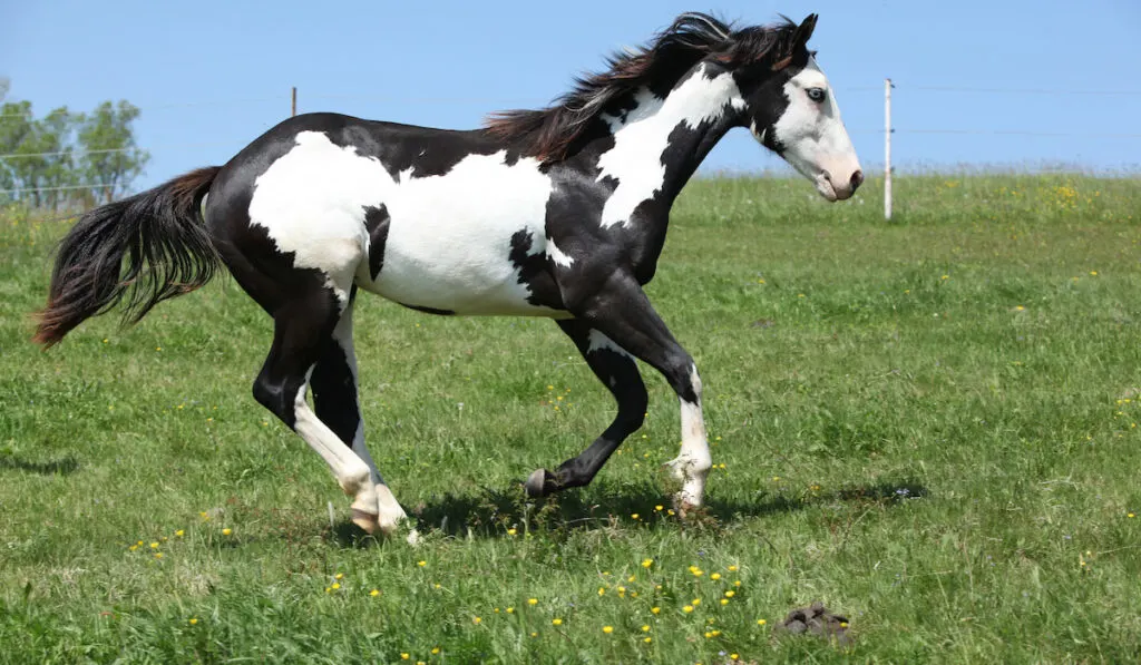 overo paint horse