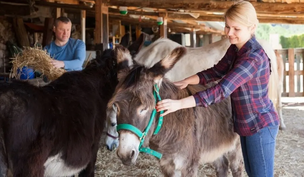 owners taking care of their donkeys