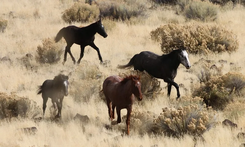 owyhee-hma-horses