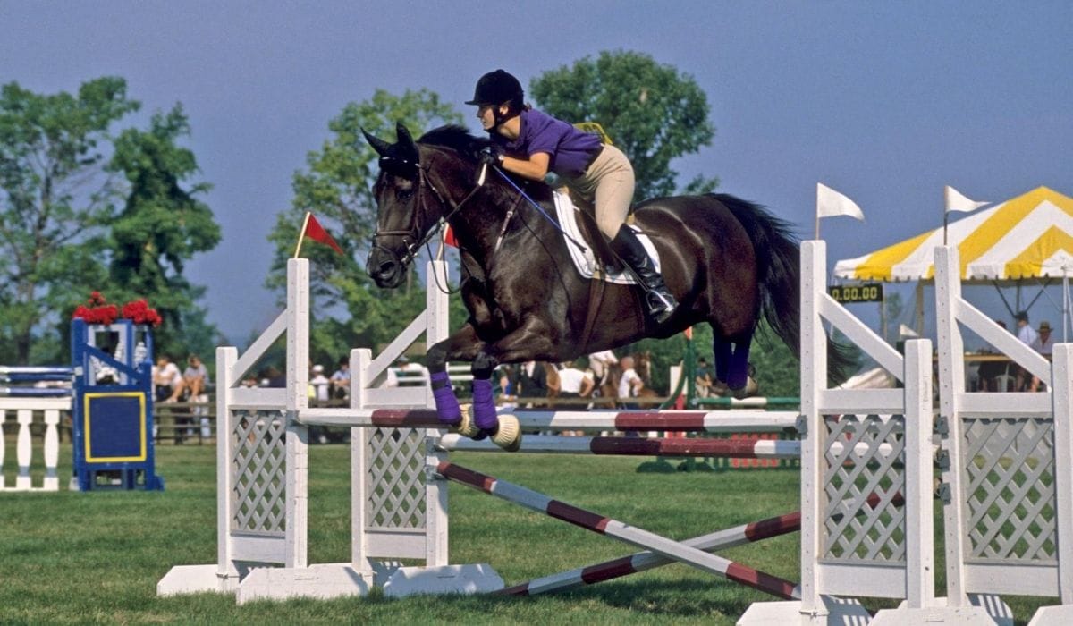 Horse and rider show jumping over oxer jump
