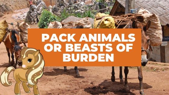 Name A Beast Of Burden - Helpful Horse Hints