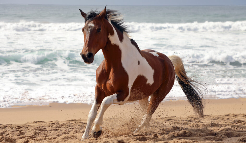 paint horse at the beach