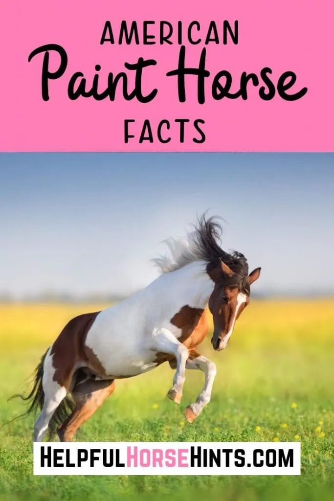 Pinterest pin - Fun Facts About the American Paint Horse