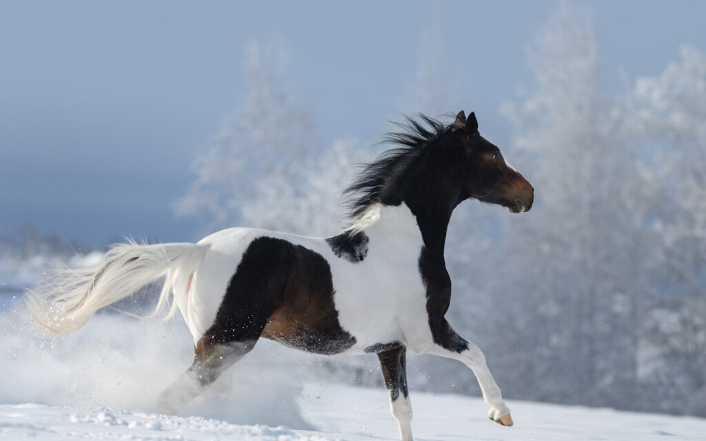 paint horse galloping on snow