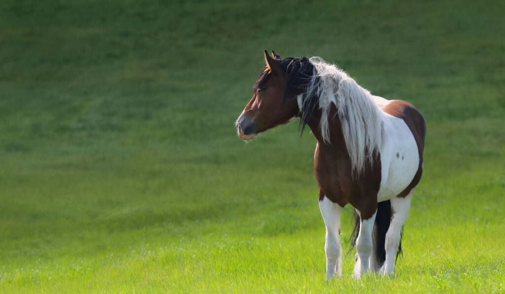 paint horse on green grass