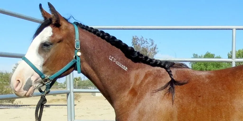 This pinto BLM mustang looks like she has roaning over her neck and withers but she does NOT carry the roan gene. 