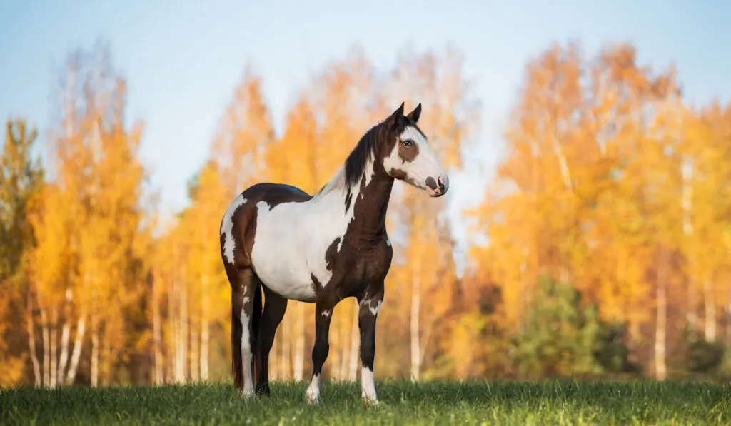 paint horse standing on a field