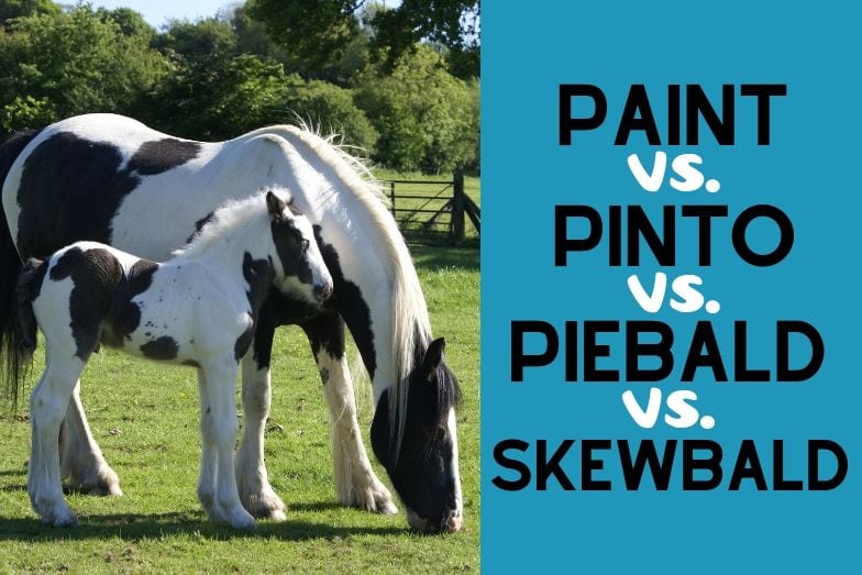 Paint Horse v. Pinto v. Skewbald v. Piebald Which is Which Helpful