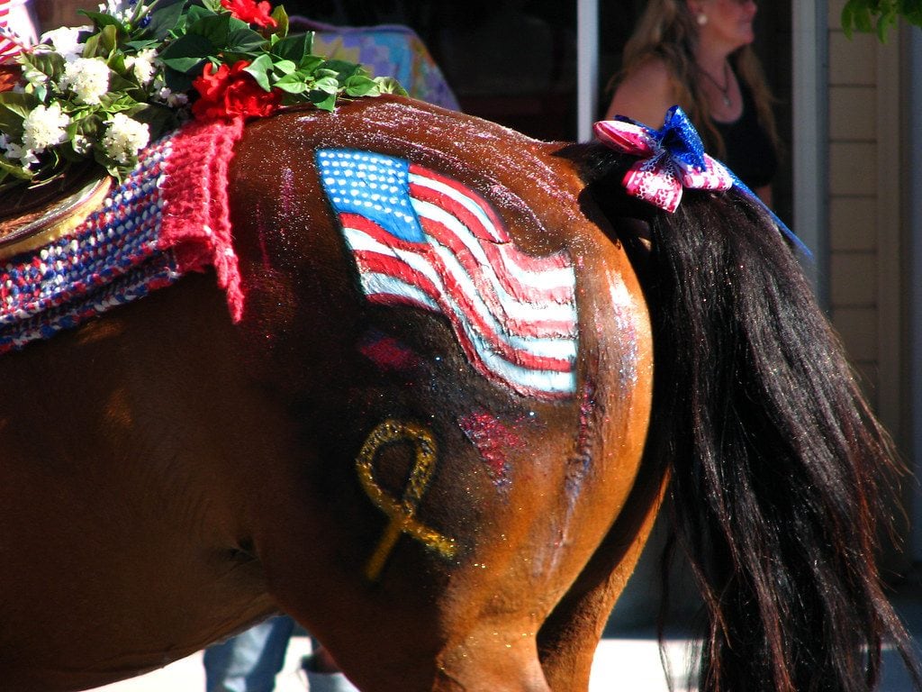 beautiful paint on horse 