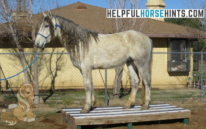 Horse on a platform and a house on the background