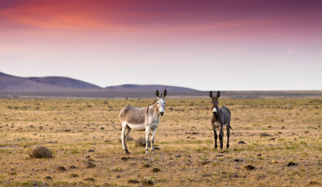 pair of donekys in the desert