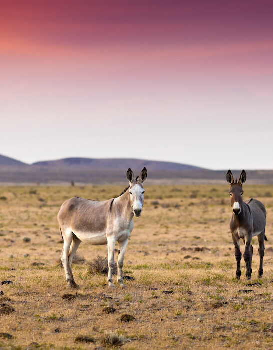 pair of donekys in the desert