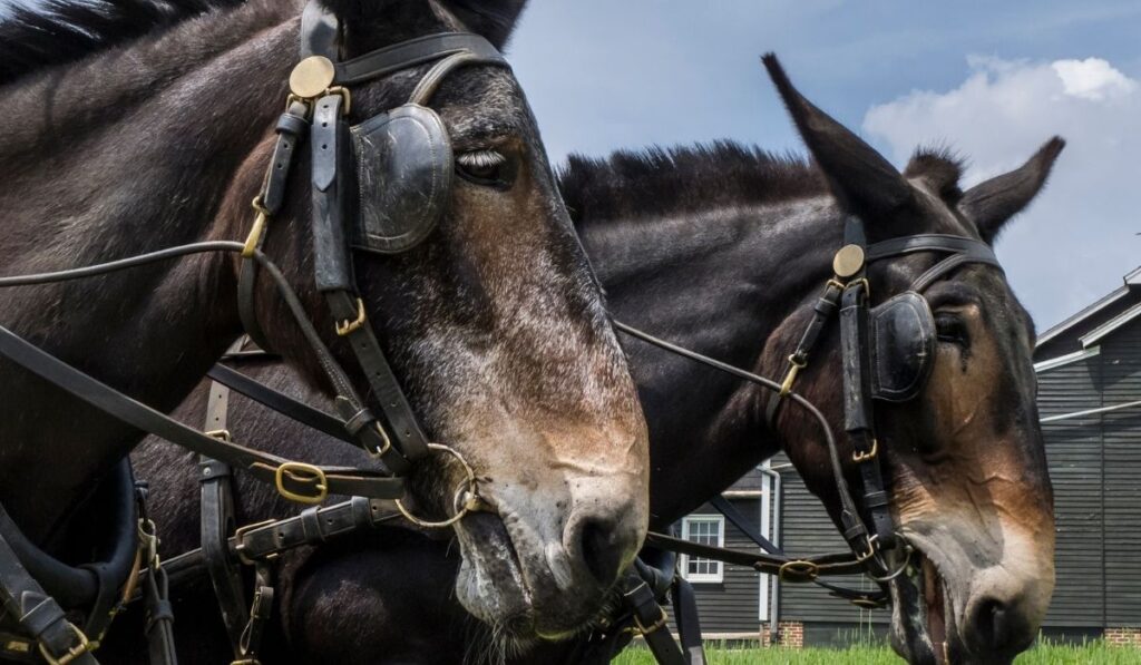 pair of driving mules