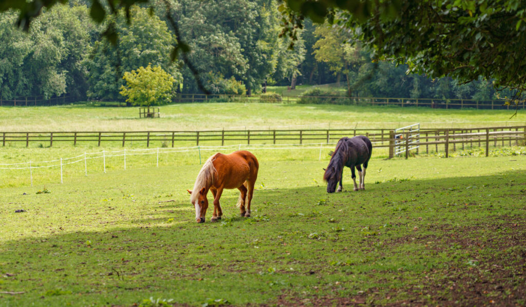  pair of horses out to pasture graze on the grass