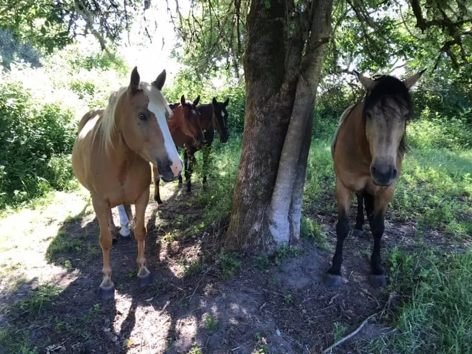 Palomino and Buckskin Mustang horses resting under tree shade