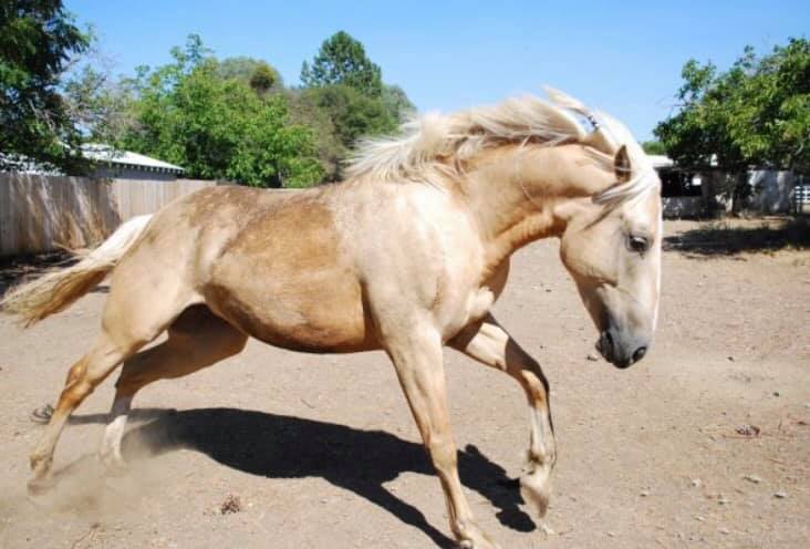 Palomino BLM Mustang Mare galloping in farmyard