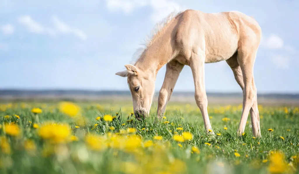 palomino foal