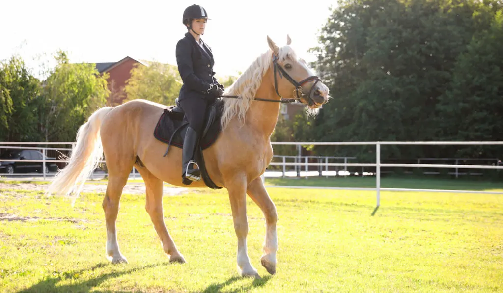 palomino horse dressage