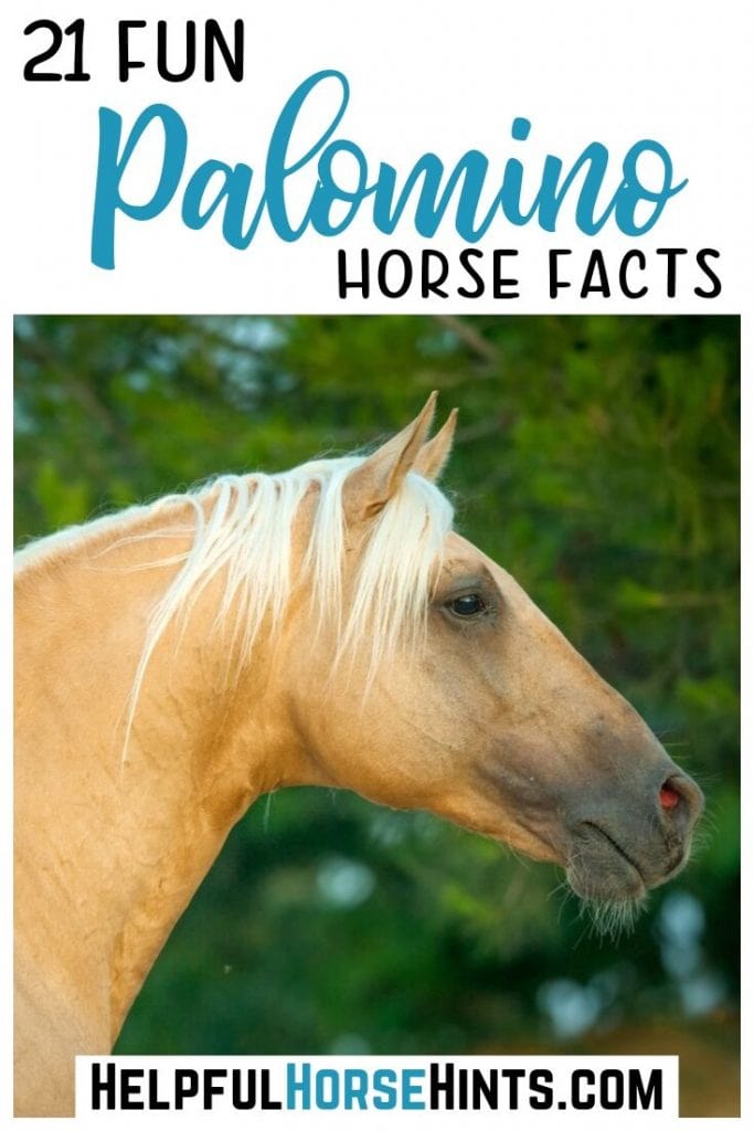 palomino horse in pinterest pinable image