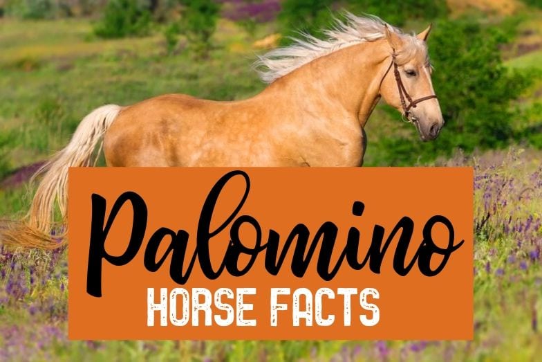 21 Palomino Horse Facts with Tons of Pictures! Helpful Horse Hints