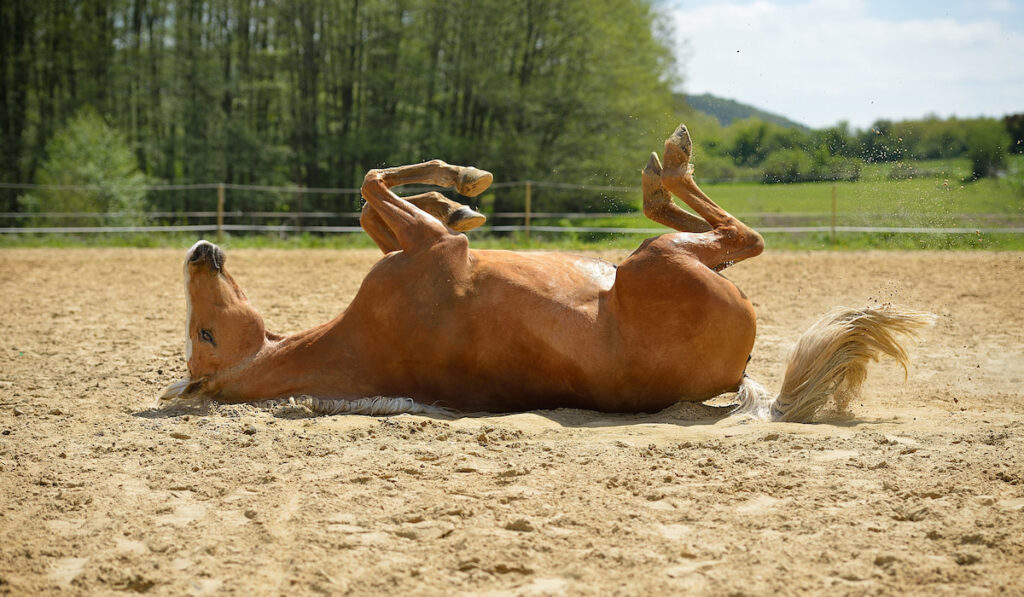 palomino horse rolling on dirt