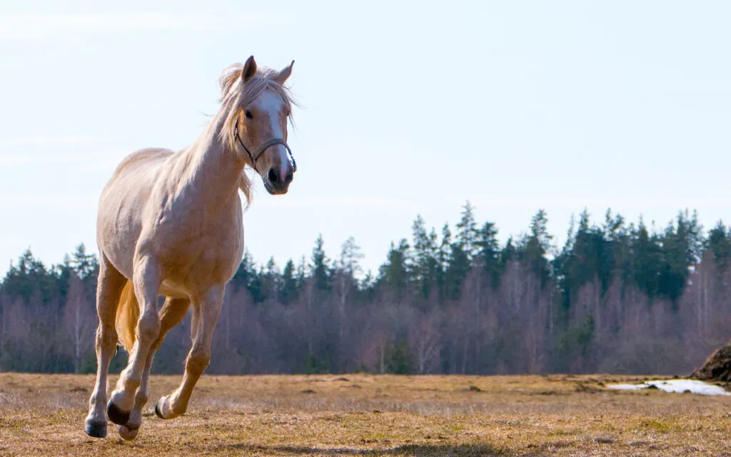 palomino horse running