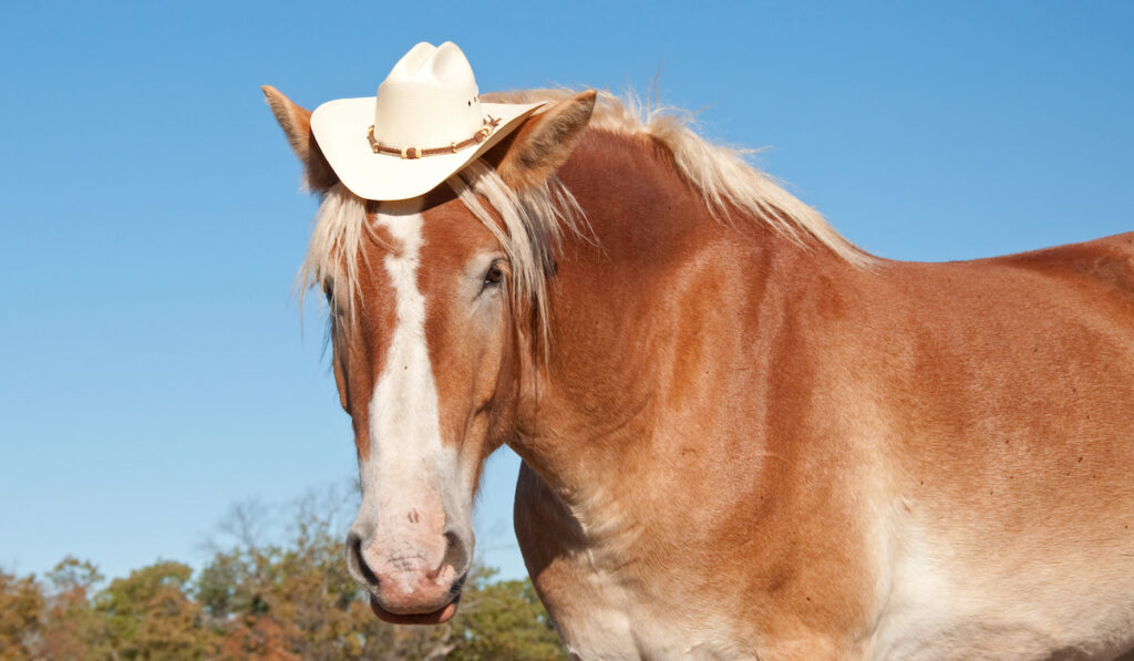 palomino horse wearing a hat