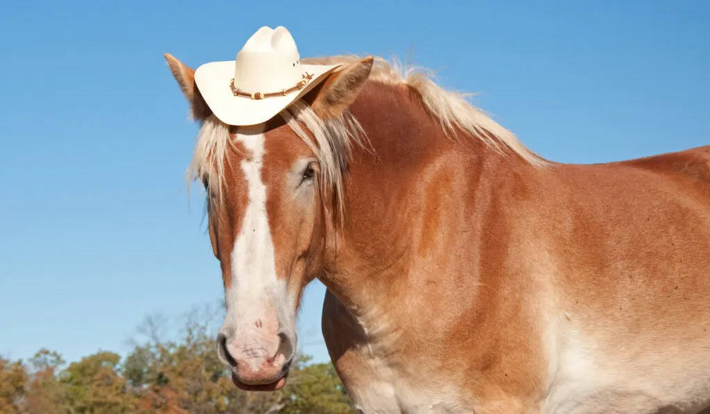 palomino horse wearing a hat