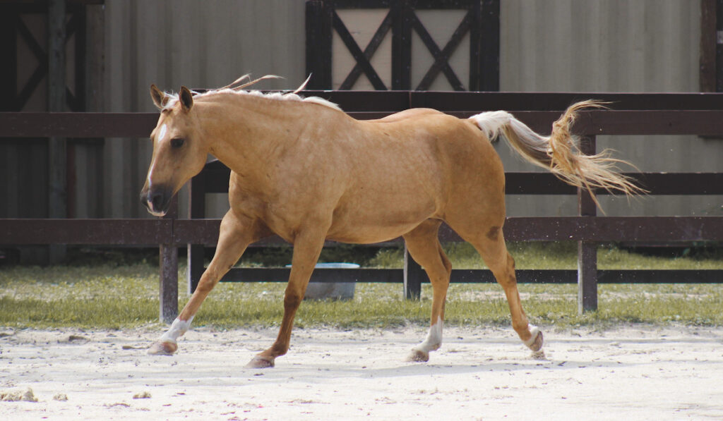 palomino mare running about