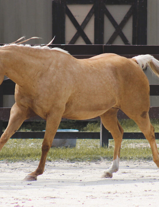 palomino mare running about