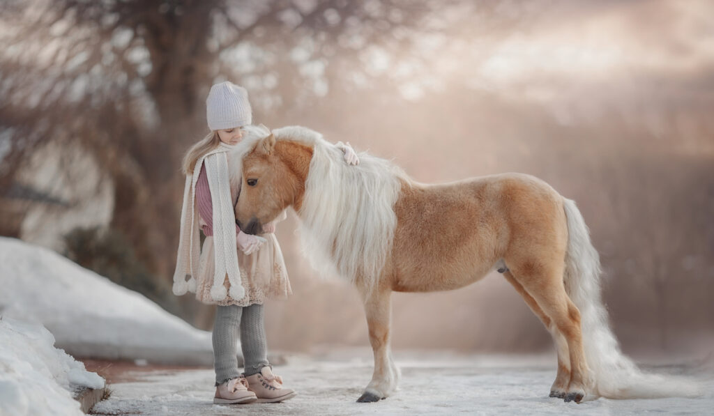 palomino miniature horse