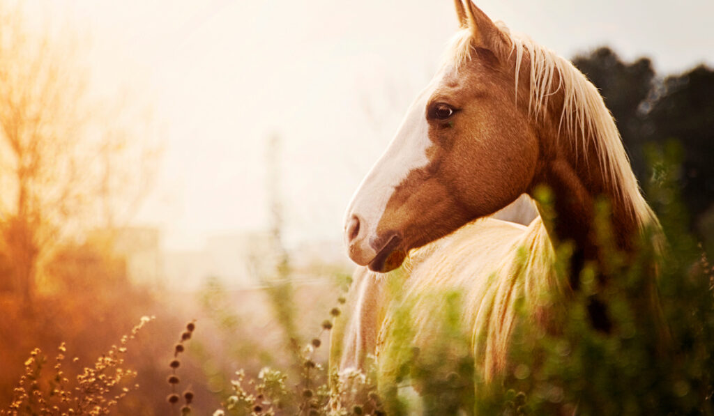 palomino paint horse during sunset